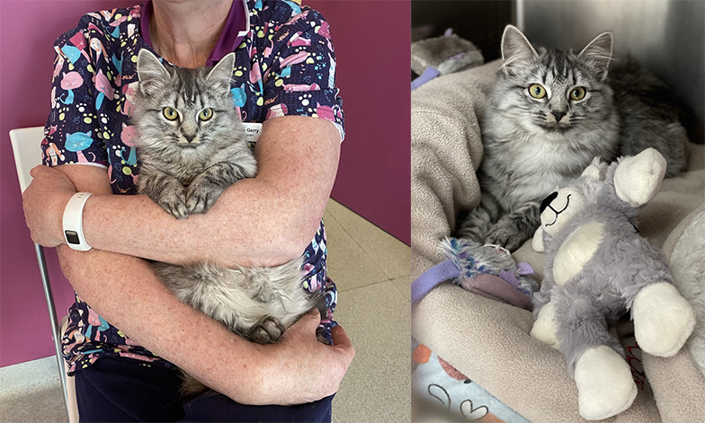Sydney Road Vet - About Us - Piper
