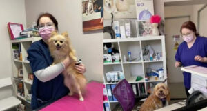 Sydney Road Vet - About Us - Sorcha