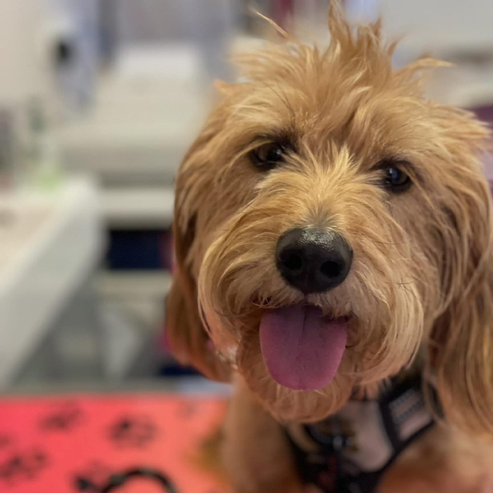 Sydney Road Vet - Inhouse Laboratory