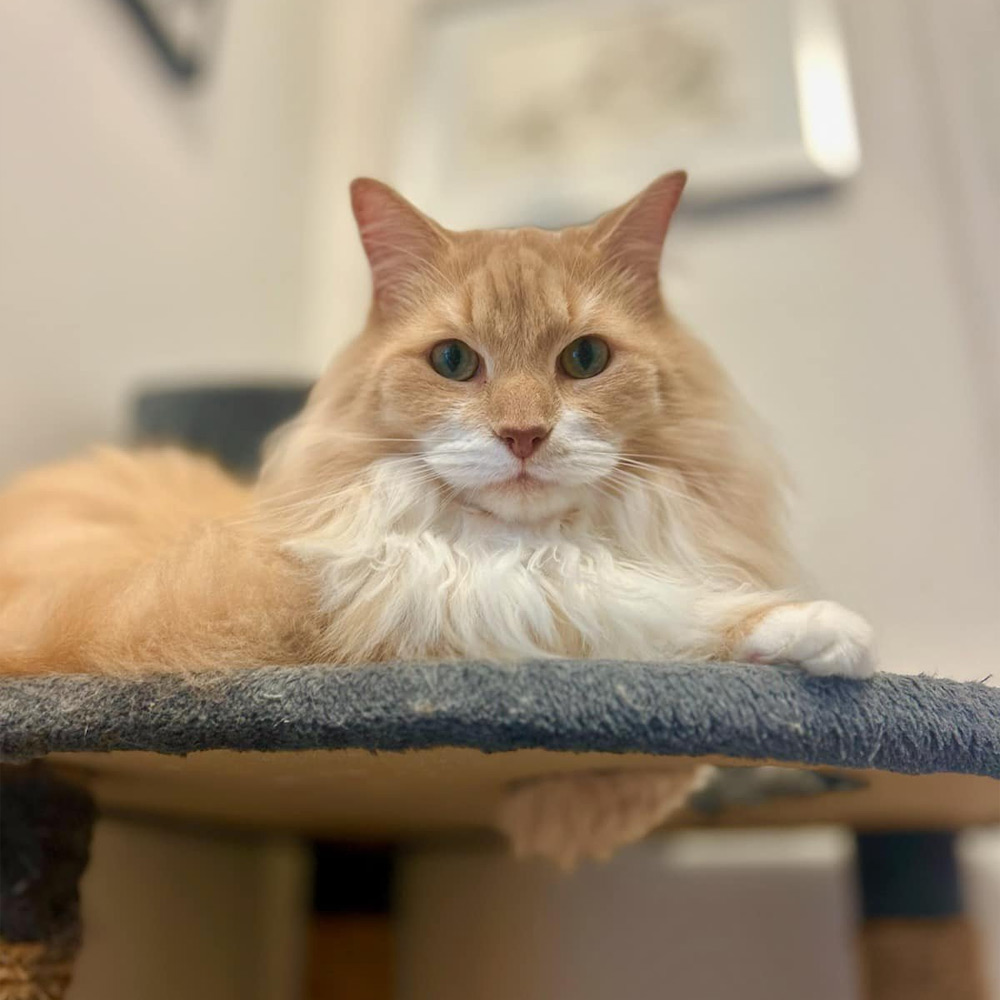 Sydney Road Vet - Cat Boarding