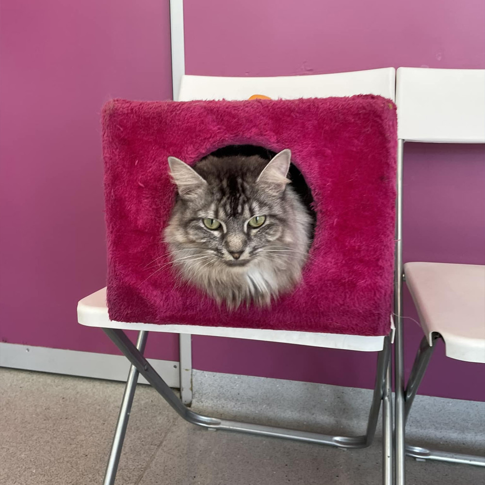 Sydney Road Vet - Health Checks